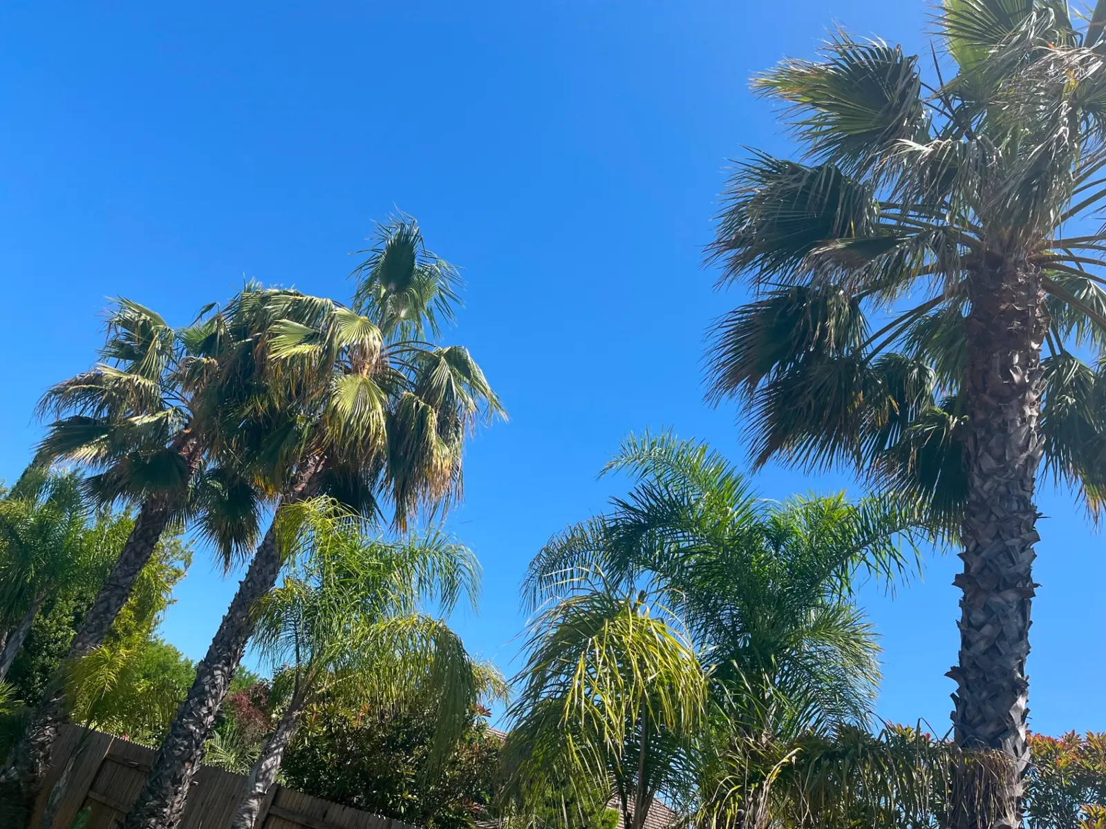 Well-shaped palm canopy over a residential roofline after trimming work