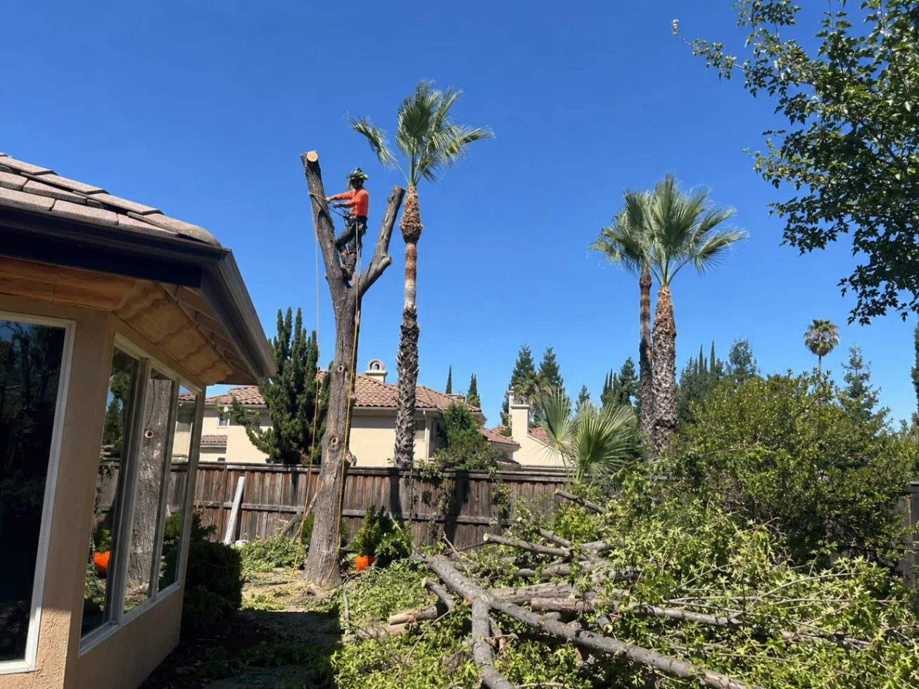 Worker climbing a palm tree between homes during palm cleaning