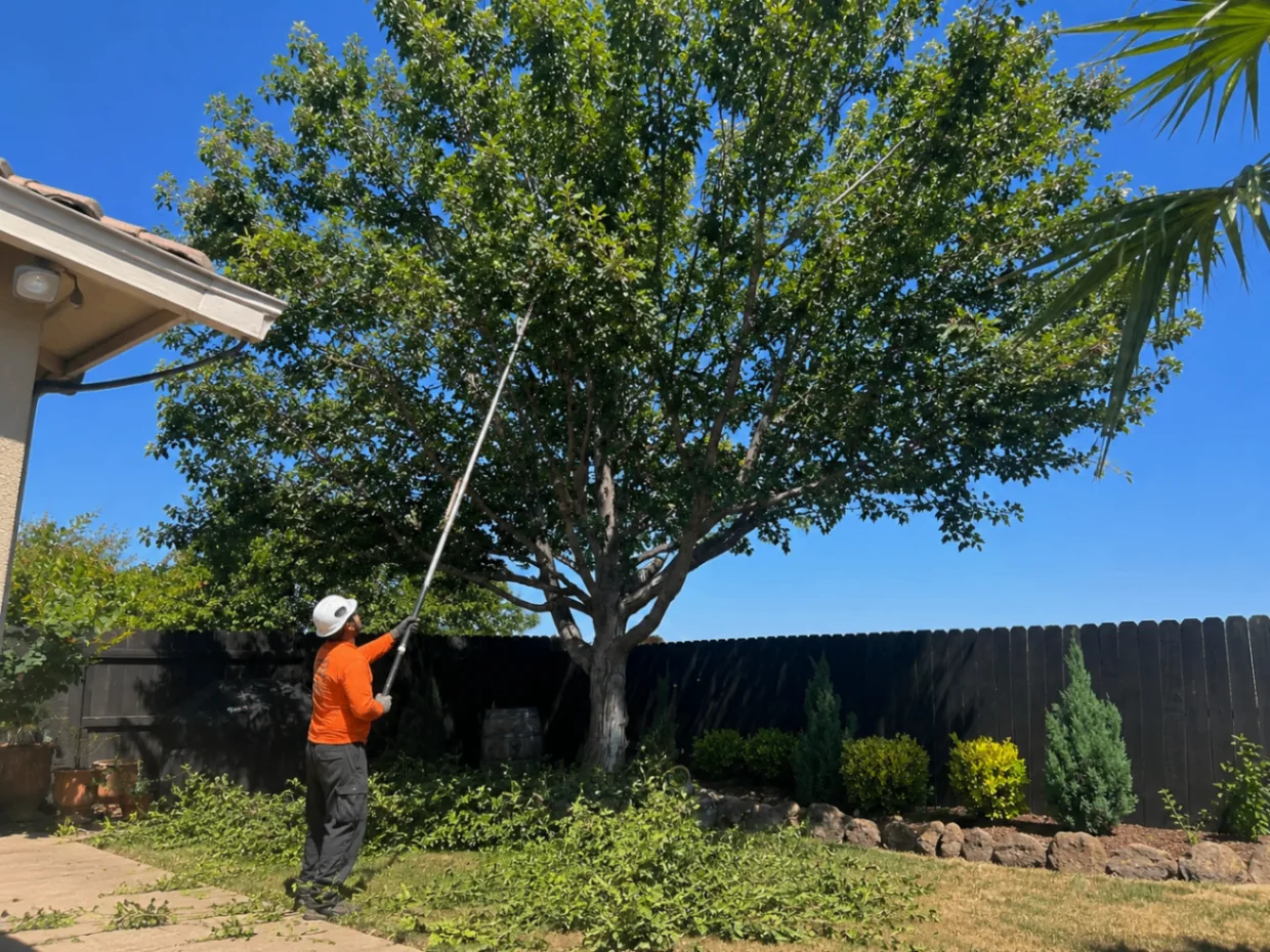 Worker trimming a backyard tree with a long pole pruner